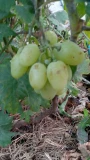 koketka2608253