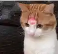 17749796280186.png