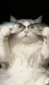 17752355289090.png