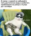 70625994928.png
