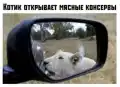 73329261171.png
